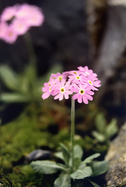 Primula farinosa in bloom in an Alpine peat meadow